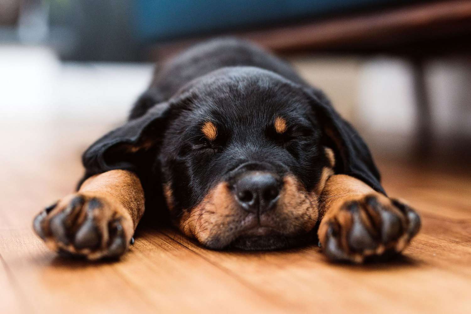 rottweiler puppy asleep on floor; when is a dog fully grown?