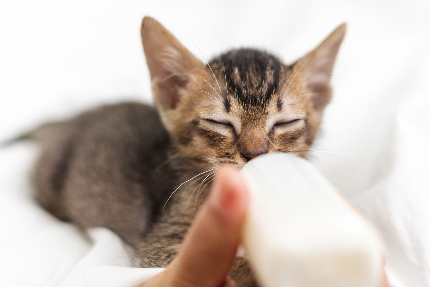 person bottle feeding kitten; how to use kitten formula to bottle feed a kitten