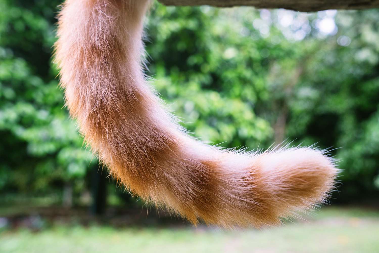 close up of orange tabby cat's tail; do cats control their tails?