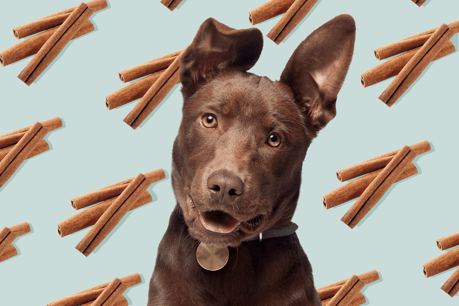 Can Dogs Eat Cinnamon? | Daily Paws