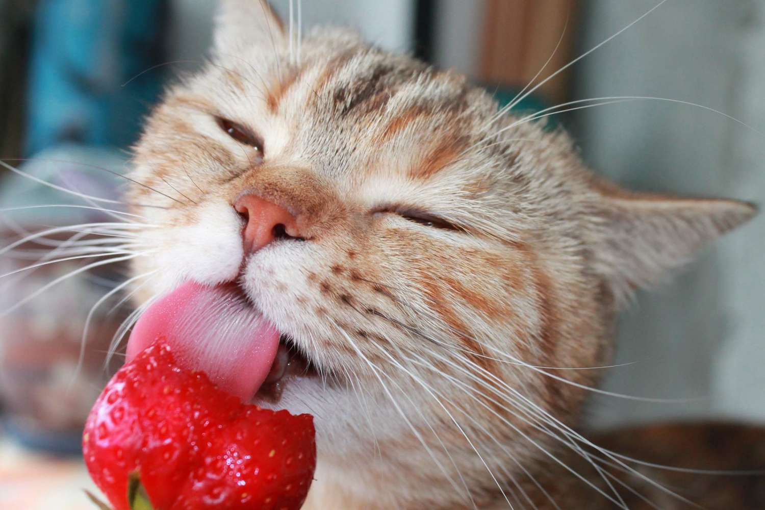 What Can Cats Eat? 9 Human Foods That Are Safe for Kitty to Snack On |  Daily Paws