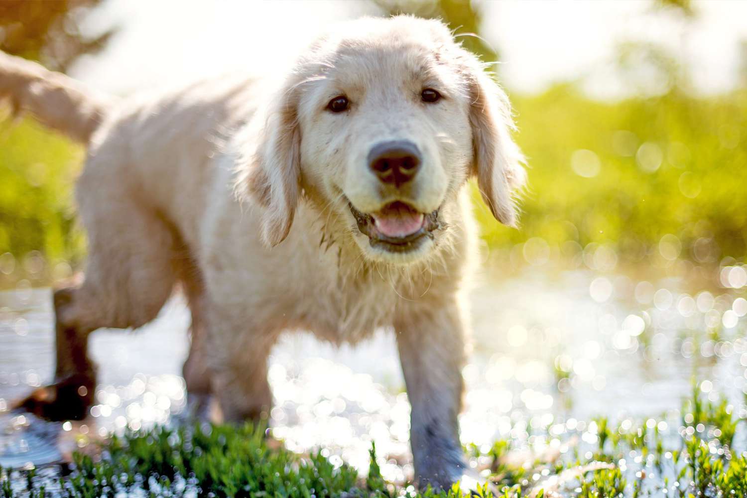 young golden retriever walking through muddy water; Study Suggests Adolescent Dogs Act Similarly to Teenage Humans