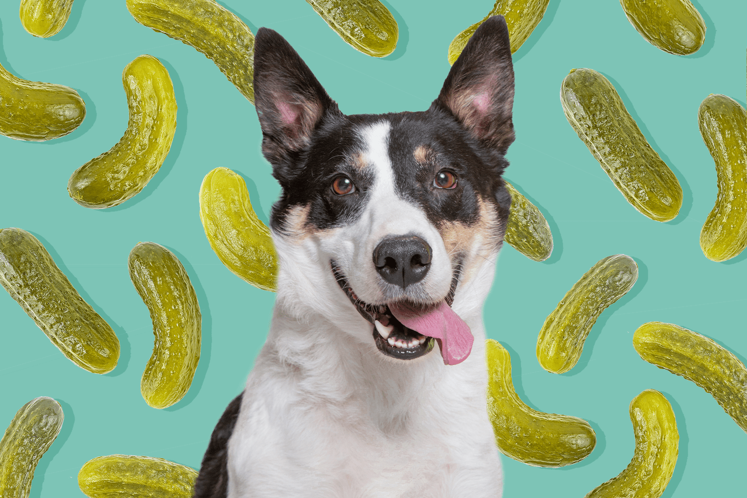 dog with pickle background; can dogs eat pickles