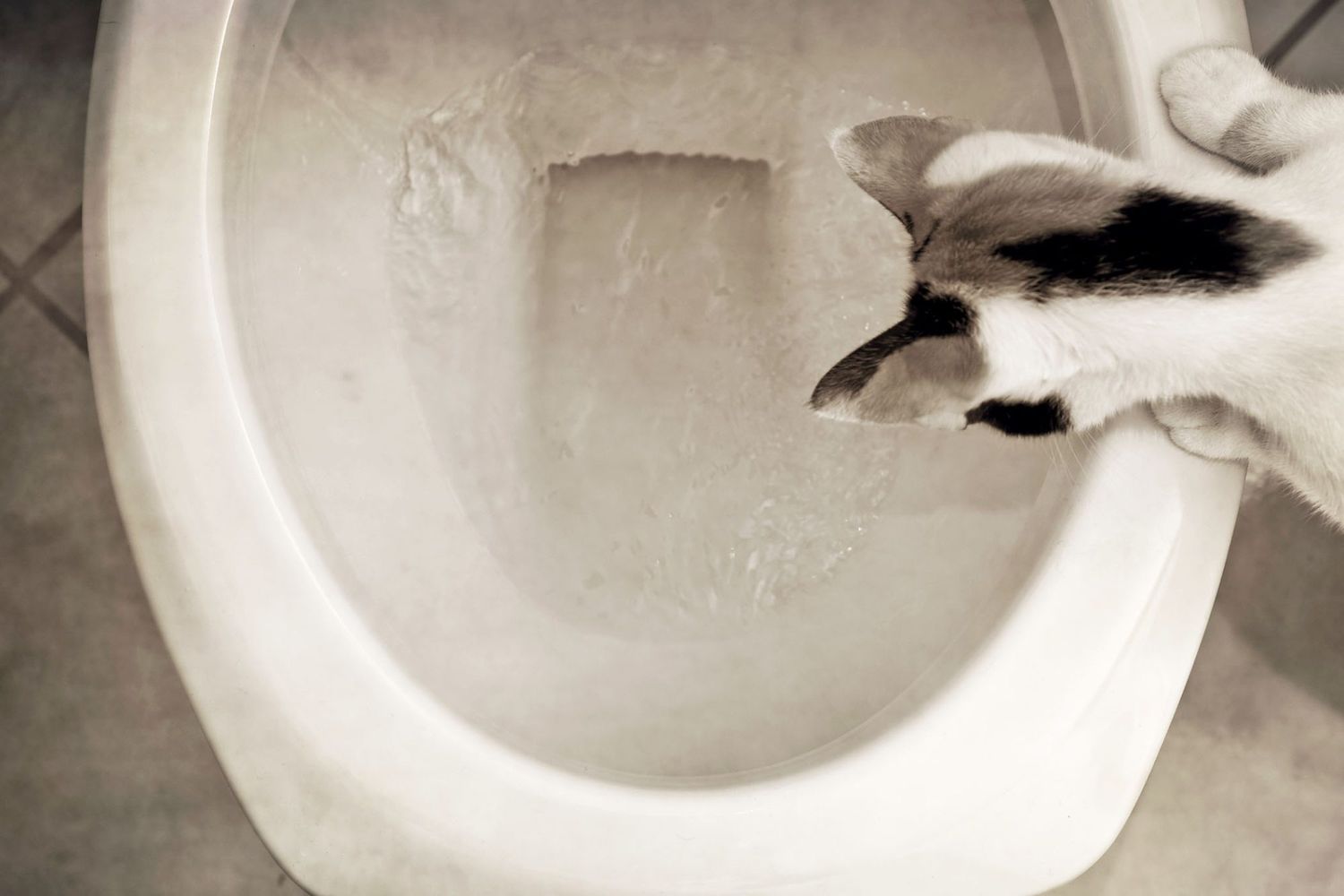 cat looking into flushing toilet; should you train your cat to use the toilet?