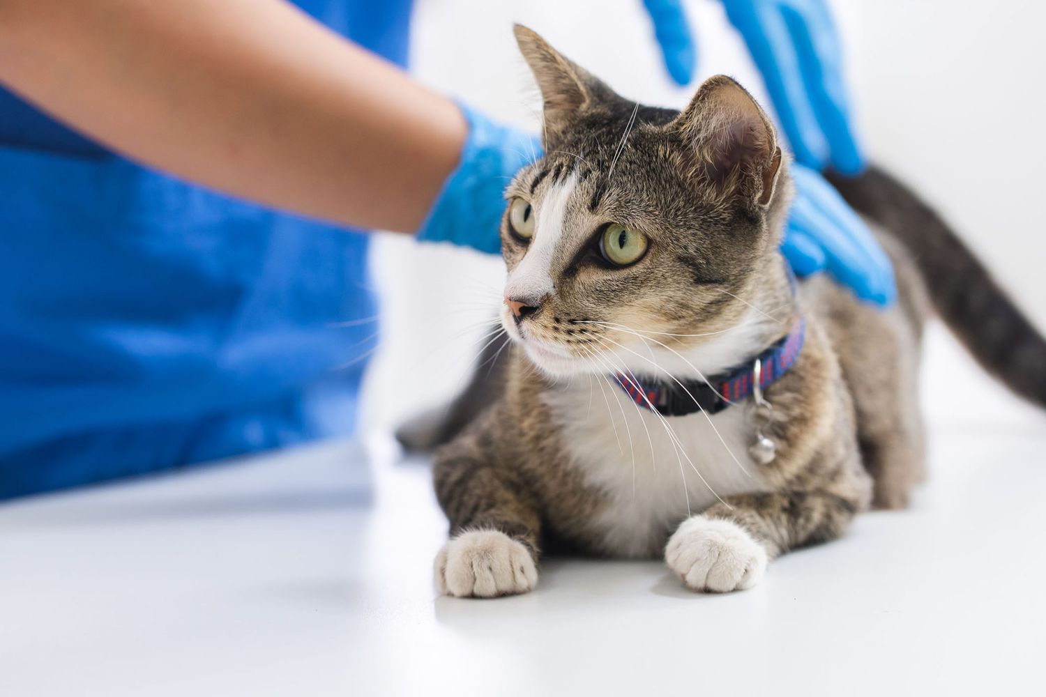 cat with vet; what happens at your cat's annual visit?