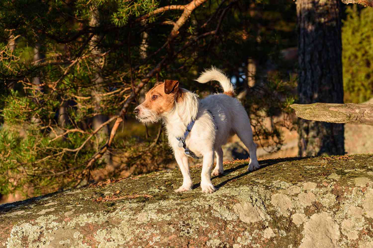 Russell terrier in the woods who saves mom from bear attack
