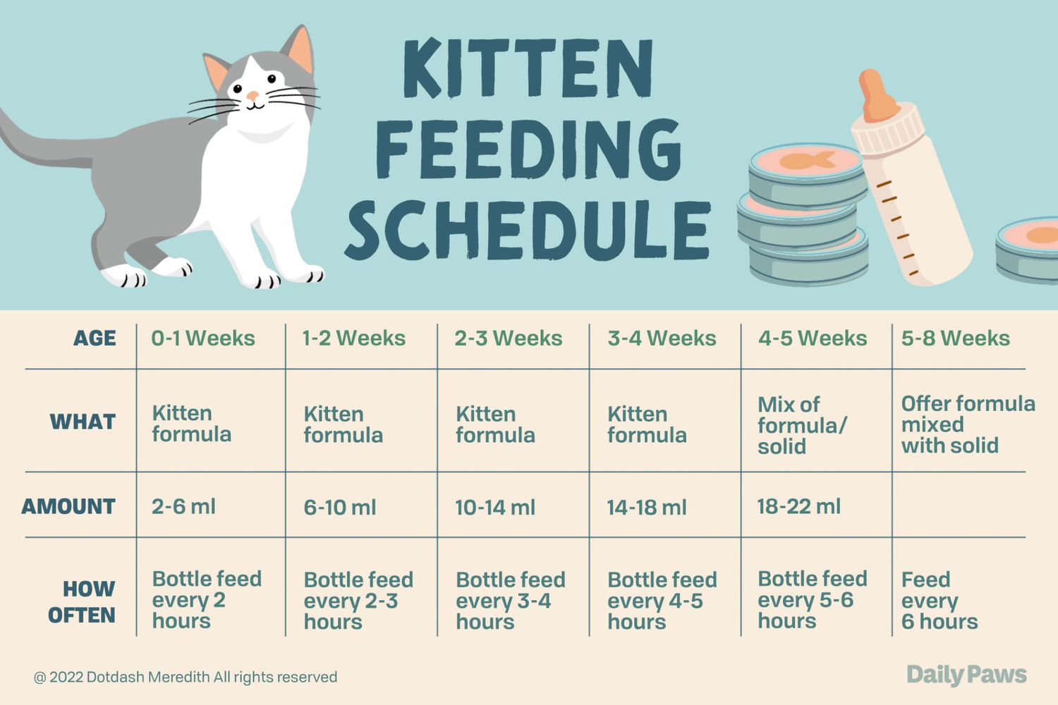 kitten bottle feeding schedule
