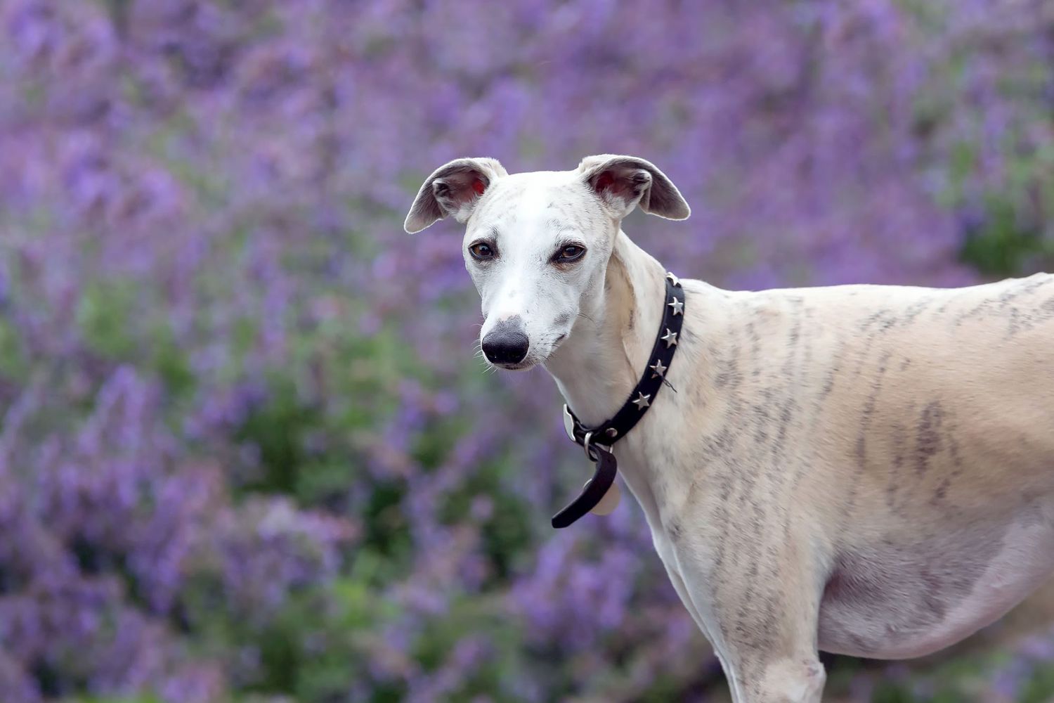 Whippet dog standing in front of catnip; can your dog eat catnip?