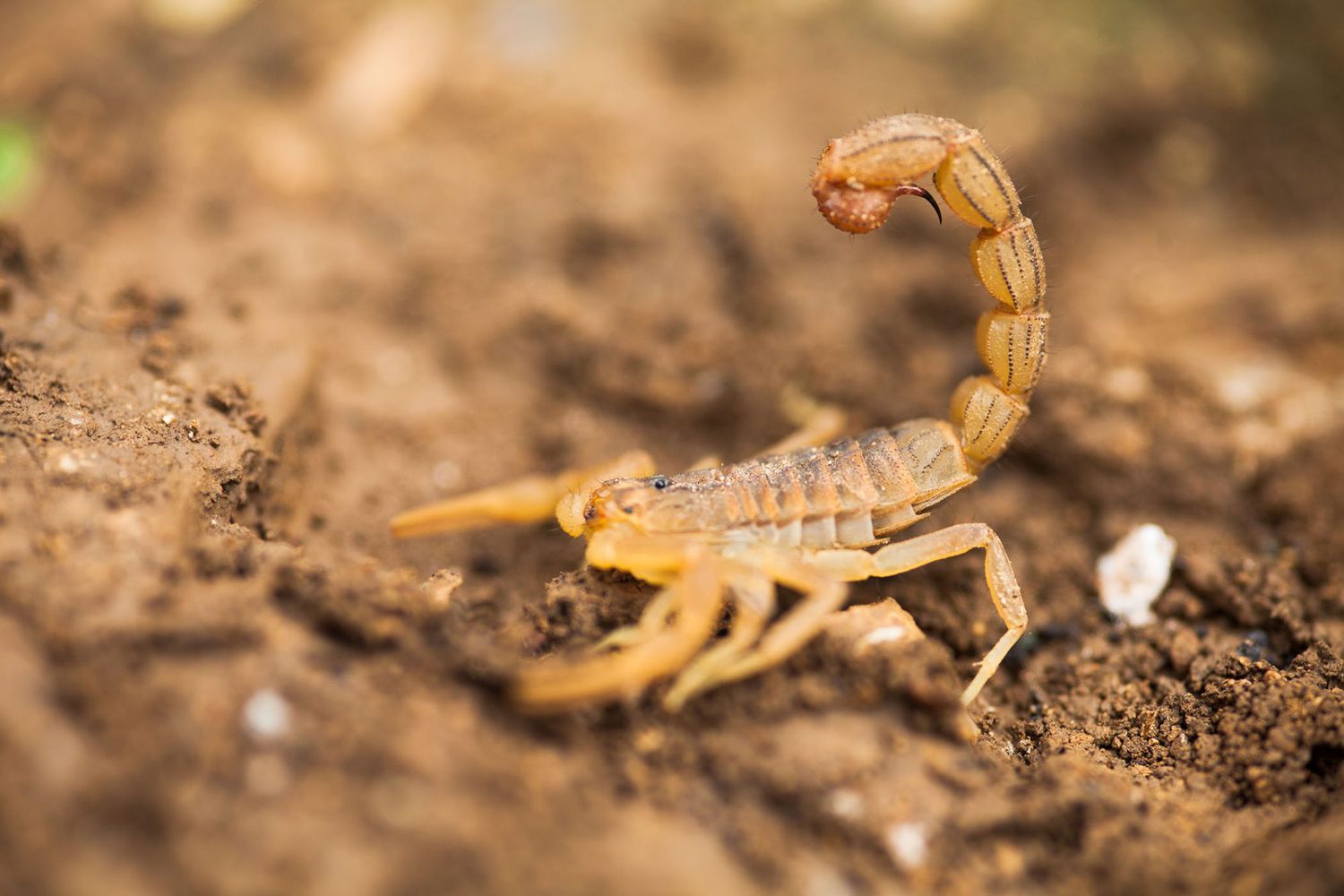 closeup of a scorpion on sand; what to do if your dog is stung by a scorpion