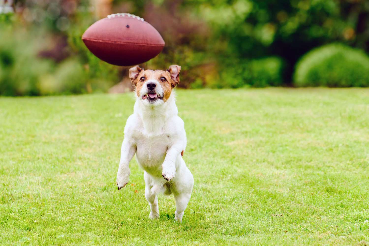 jack russell terrier running after footall; dog football names