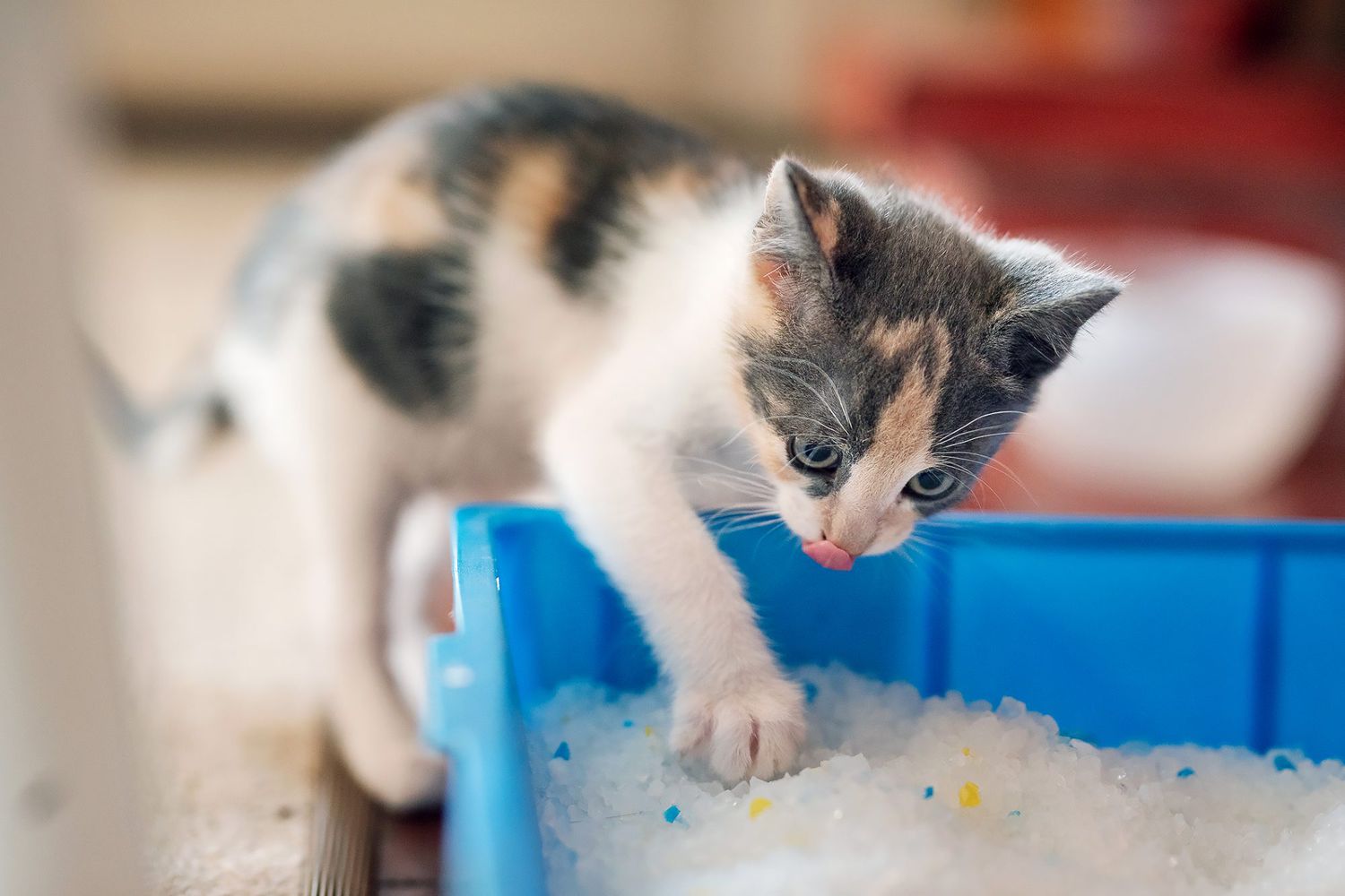 kitten scratching in the litter box; how do cats know how to use the litter box?