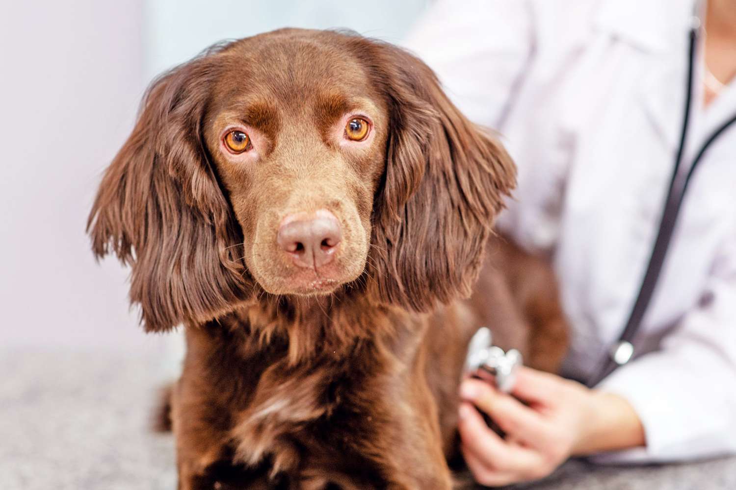 vet using stethoscope on dog; Congestive Heart Failure In Dogs
