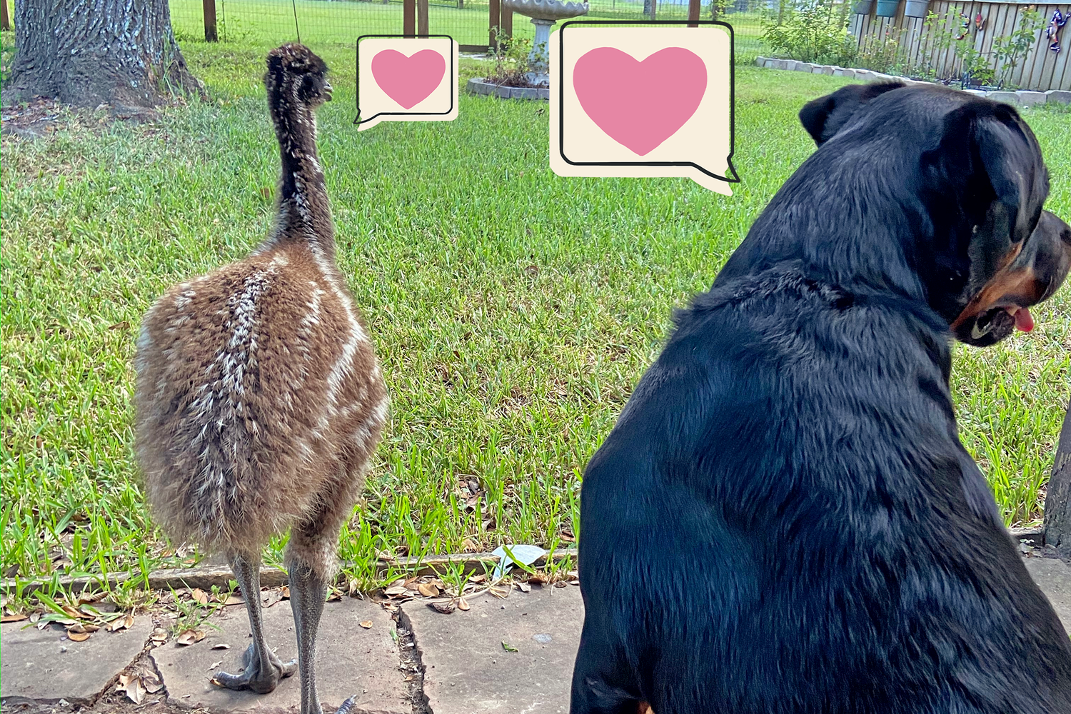 Rottweiler and emu together are best friends