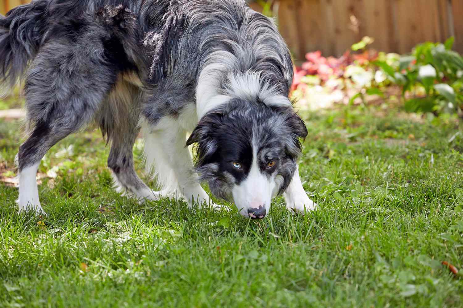 border collie sniffing the grass in his backyard; how often do dogs need to pee