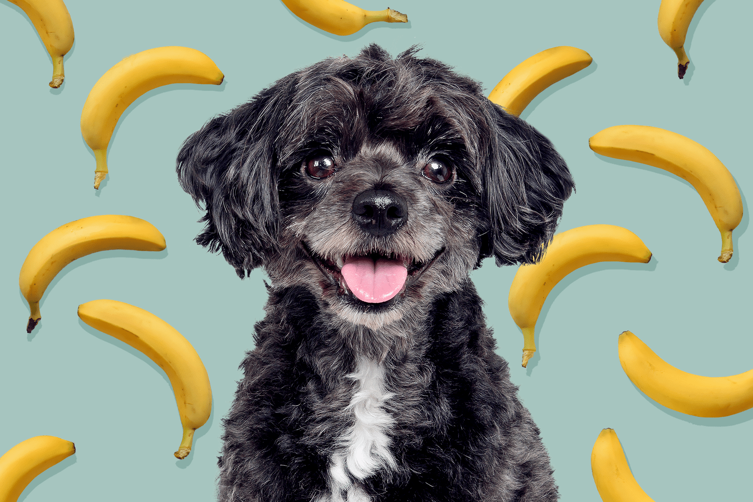dog with a background of banana pattern; can dogs eat bananas?