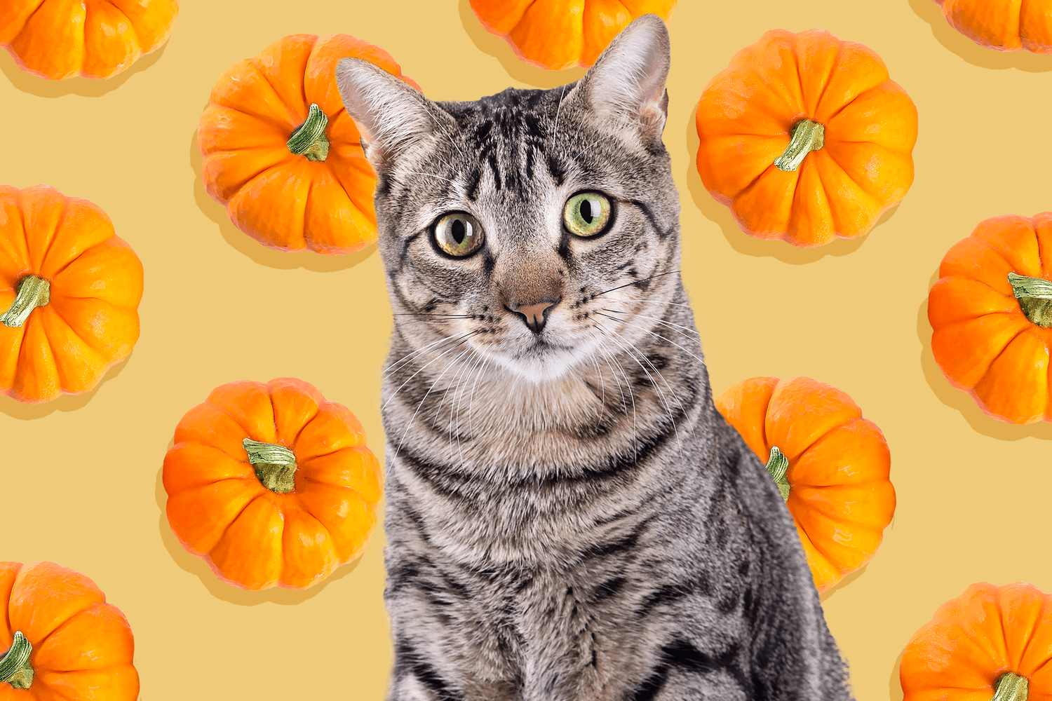 cat with a background pattern of pumpkins; can cats eat pumpkins?