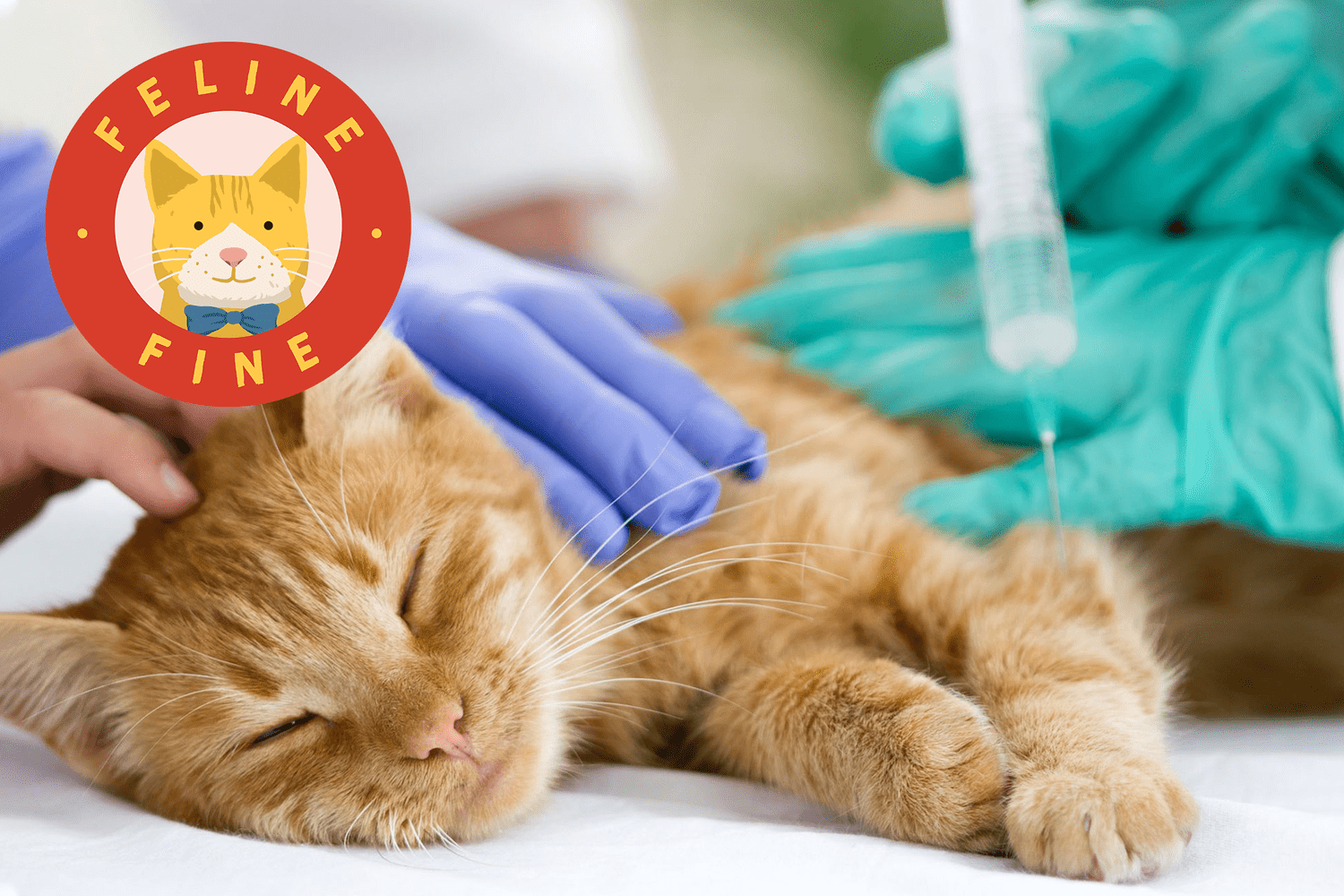 vet giving a tabby cat a vaccination with feline fine logo in the top left corner