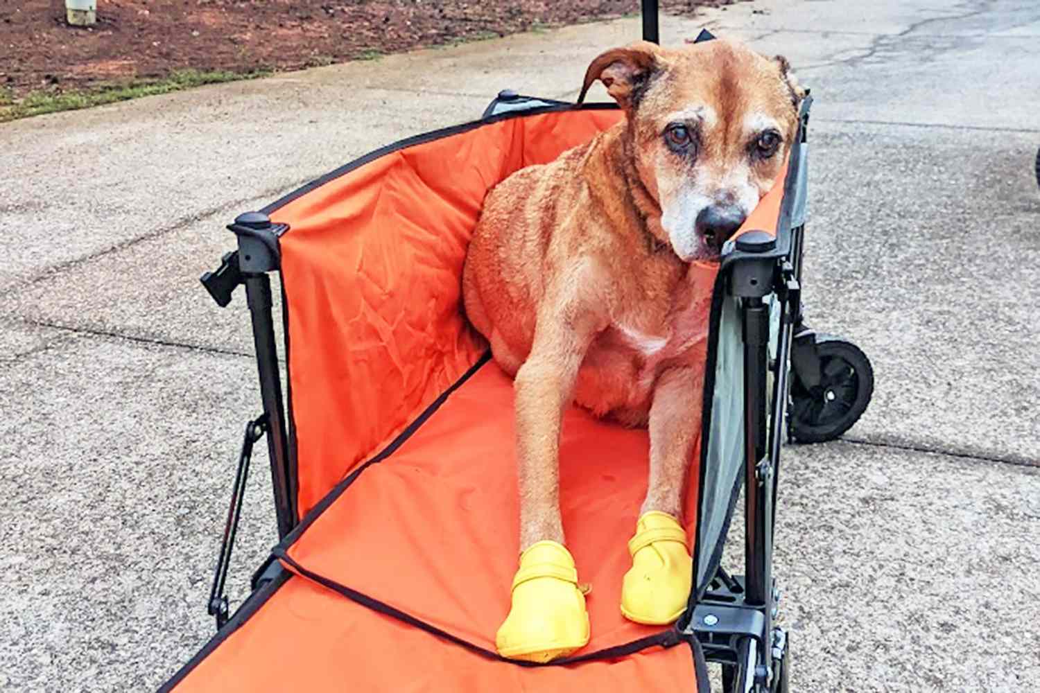 dog wearing yellow boots laying in an orange wagon; lessons learned during dog's final day