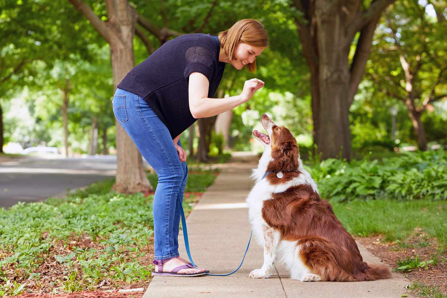 woman training her border collie with a treat on the sidewalk; easiest dogs to train