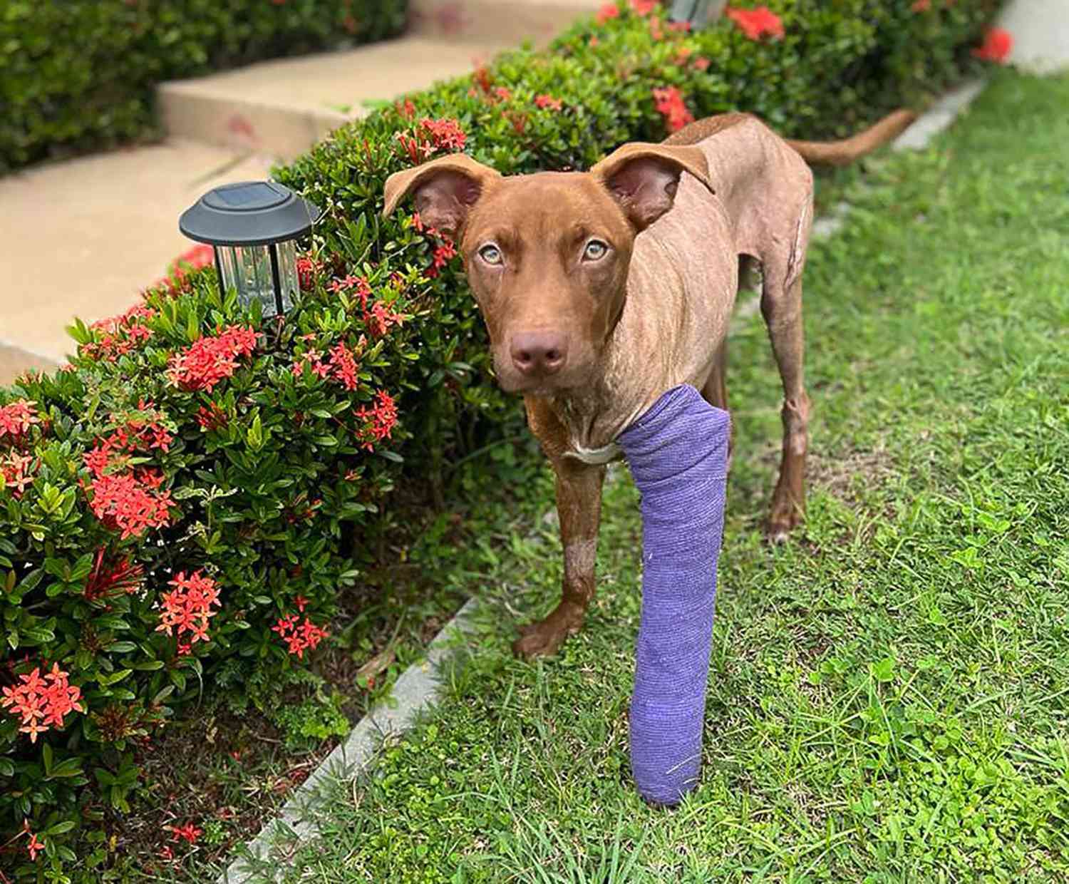 dog with cast on left front leg standing outside; pet situation post-fiona