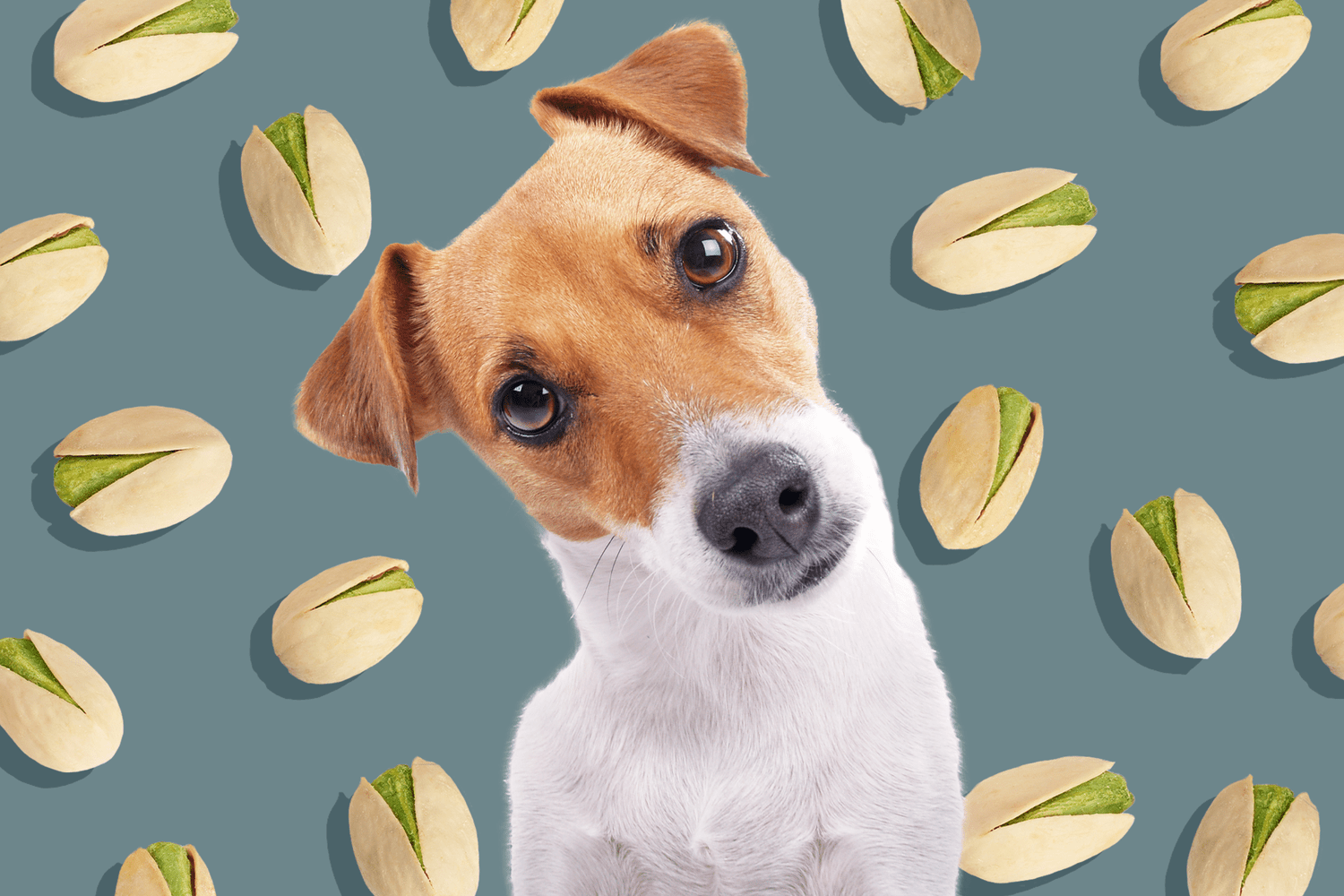 dog with a background of a pistachio pattern; can dogs eat pistachios?