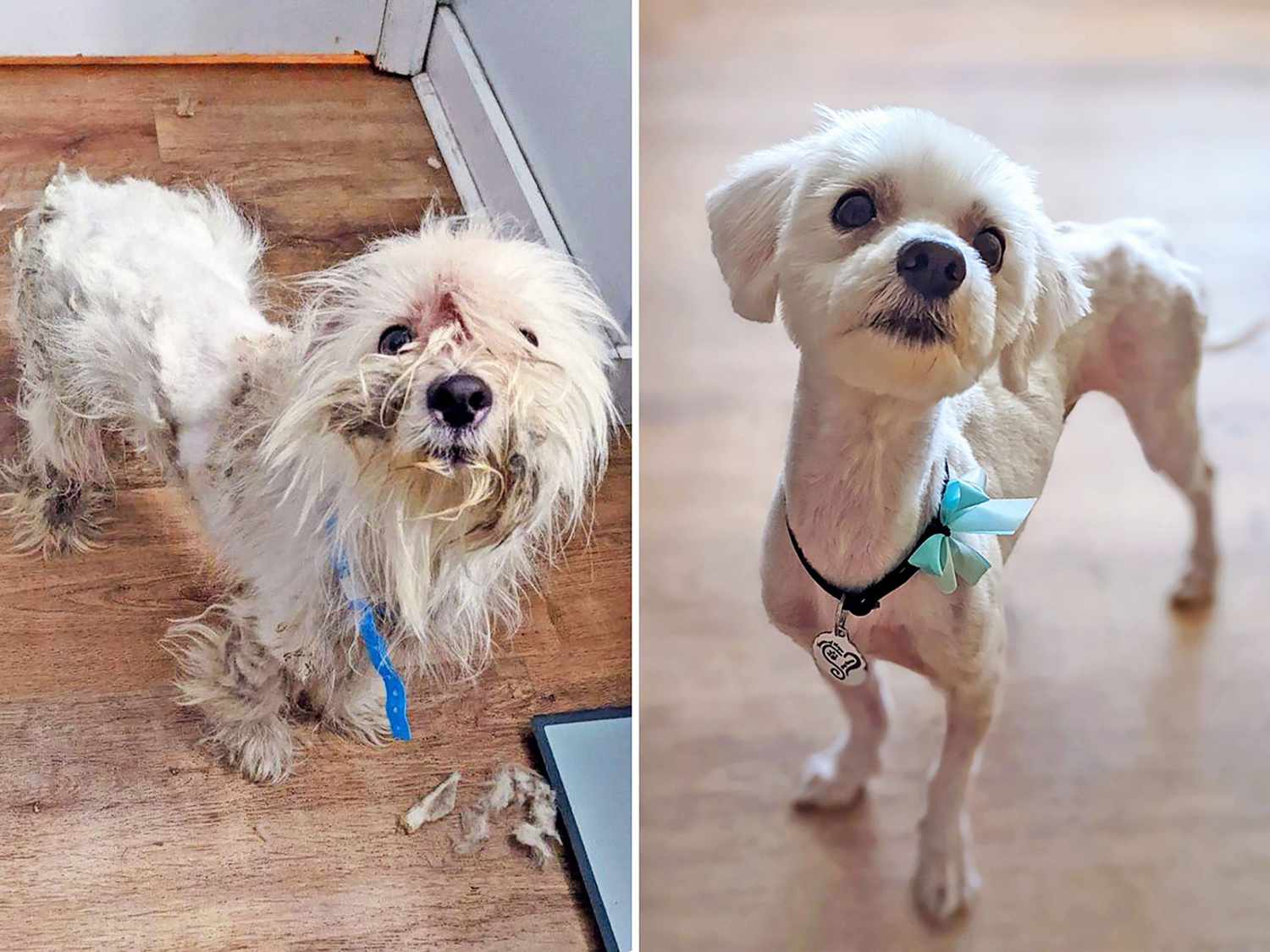 before and after grooming images of Louie
