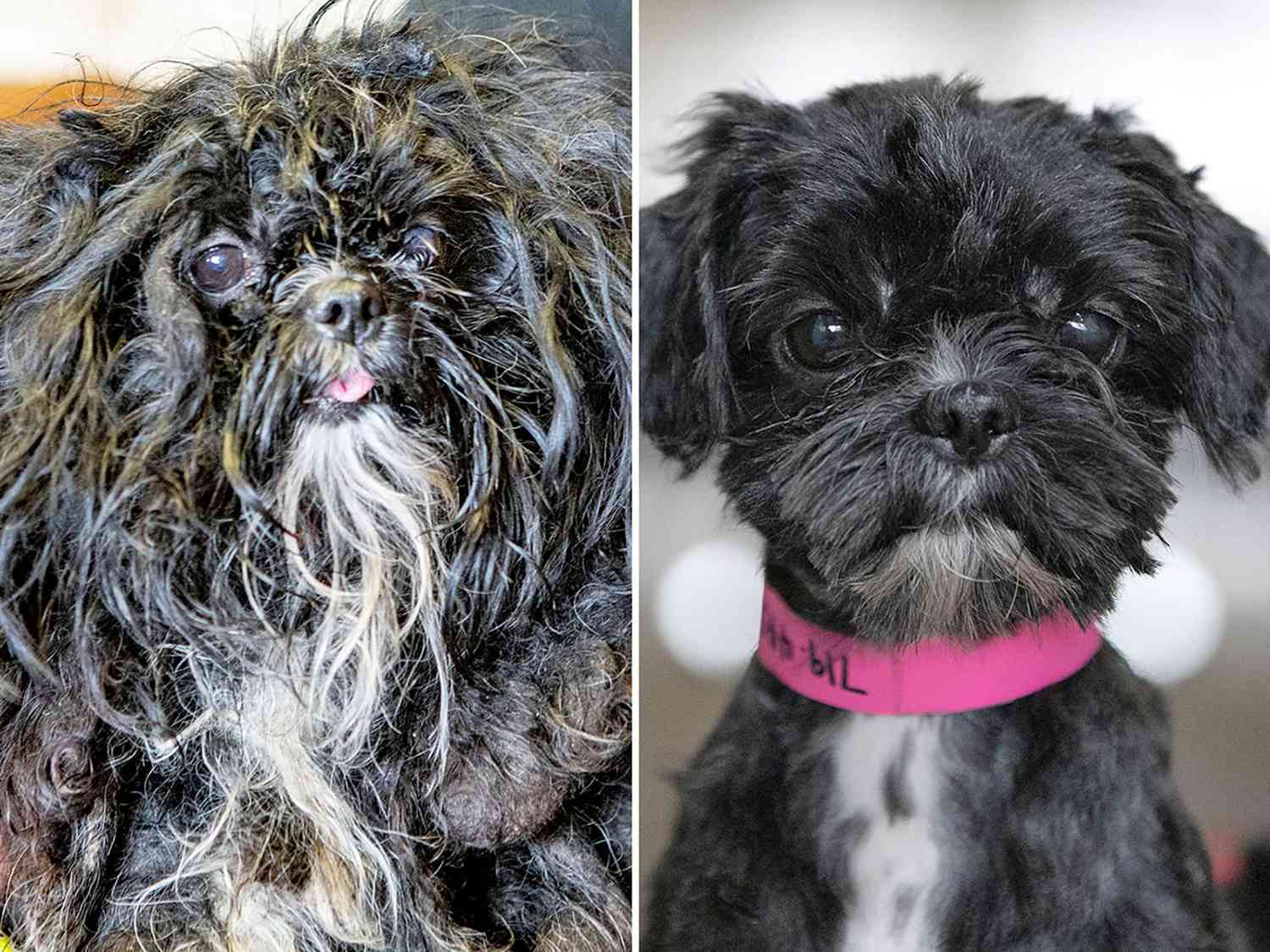 before and after grooming images of Luna