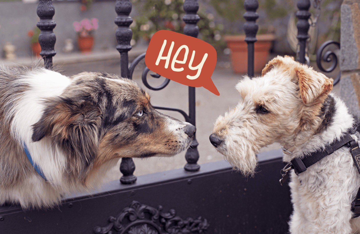 two dogs greeting each other; how do dogs communicate with each other
