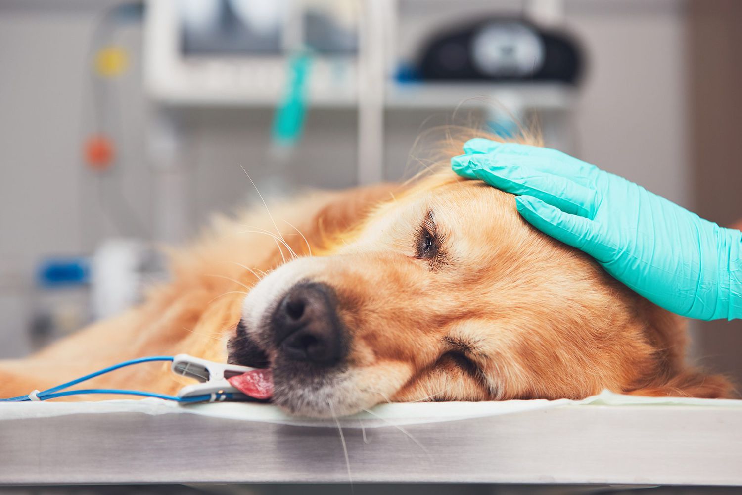 Golden retriever lying on the operating room before surgery under anesthesia