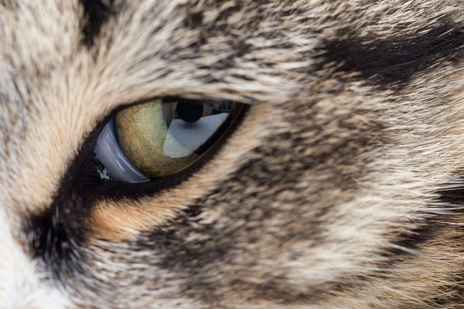 close up of a cat's eye and his third eyelid; how many eyelids to cats have?