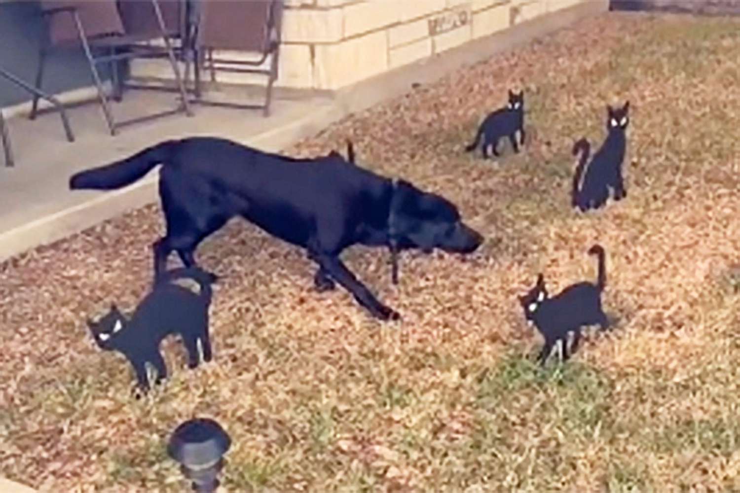black lab freezes after seeing black cat Halloween decorations