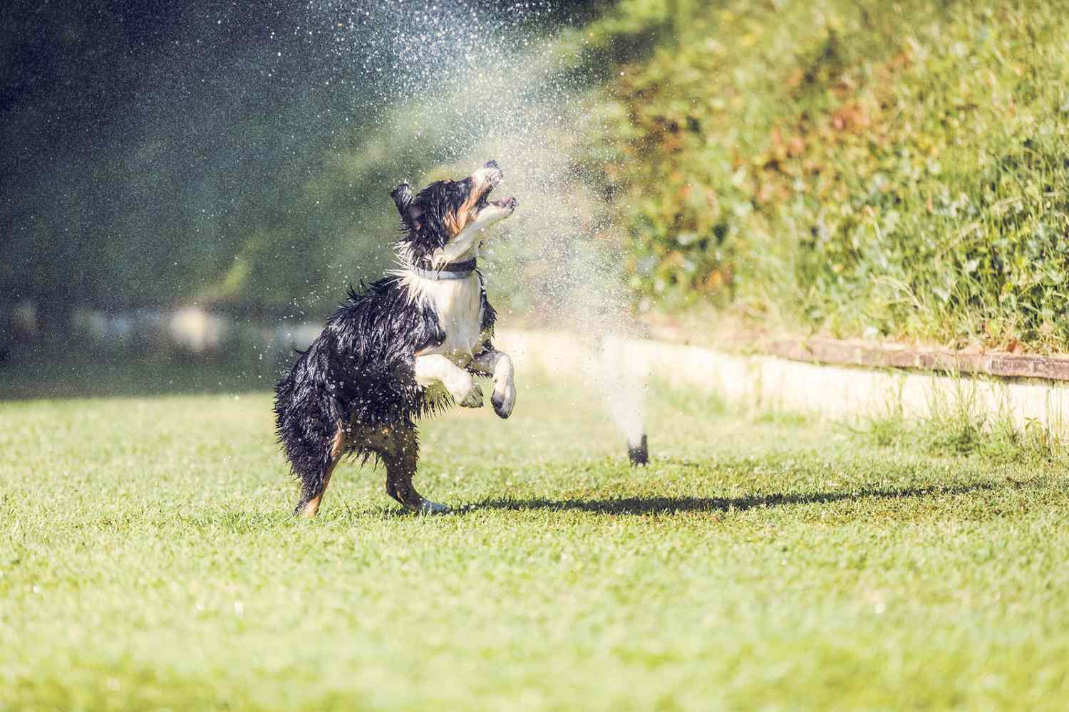 dog activity for his gotcha party, playing in a sprinkler