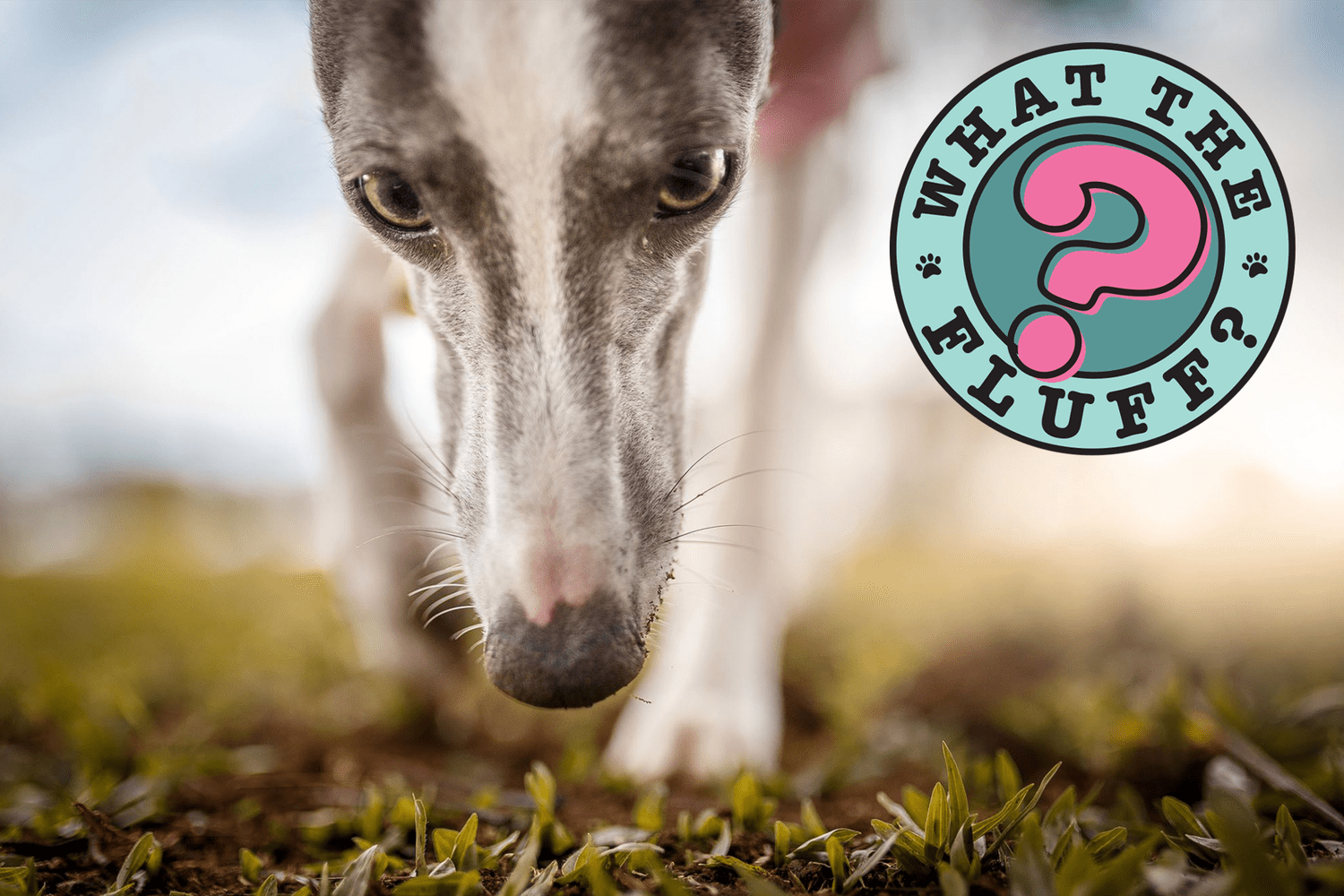 dog sniffing grass; why do dogs eat poop?