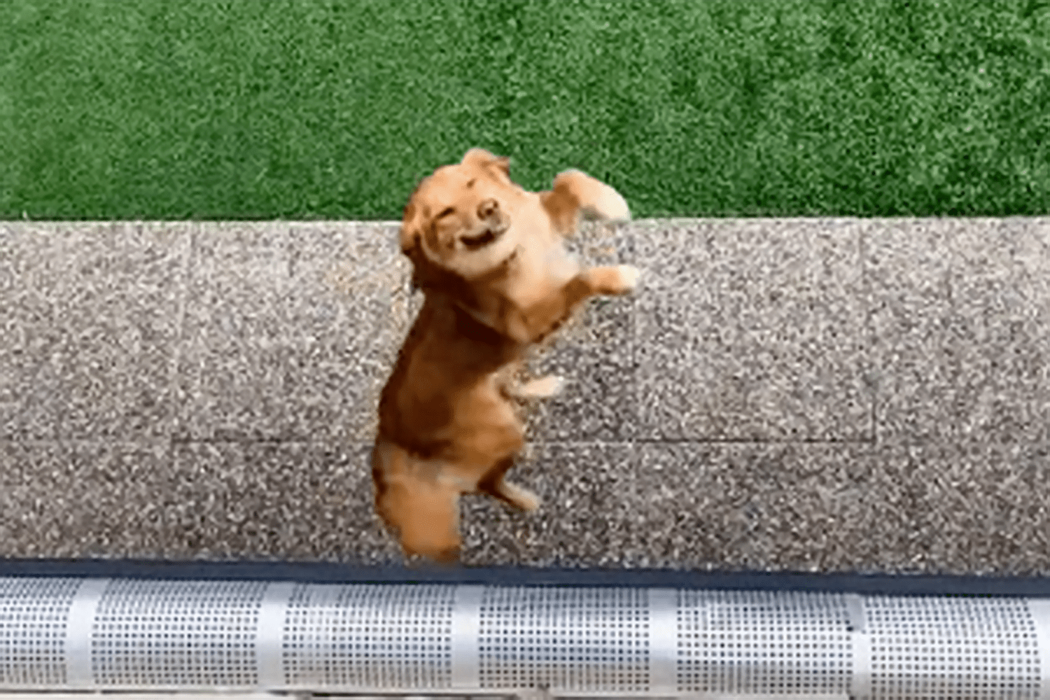 excited dog jumps high with excitement when his pet parents return home