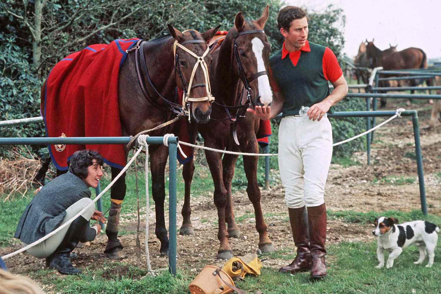 Prince Charles With His Jack Russell At Windsor Feeding Sugar Cubes To One Of His Polo Ponies.