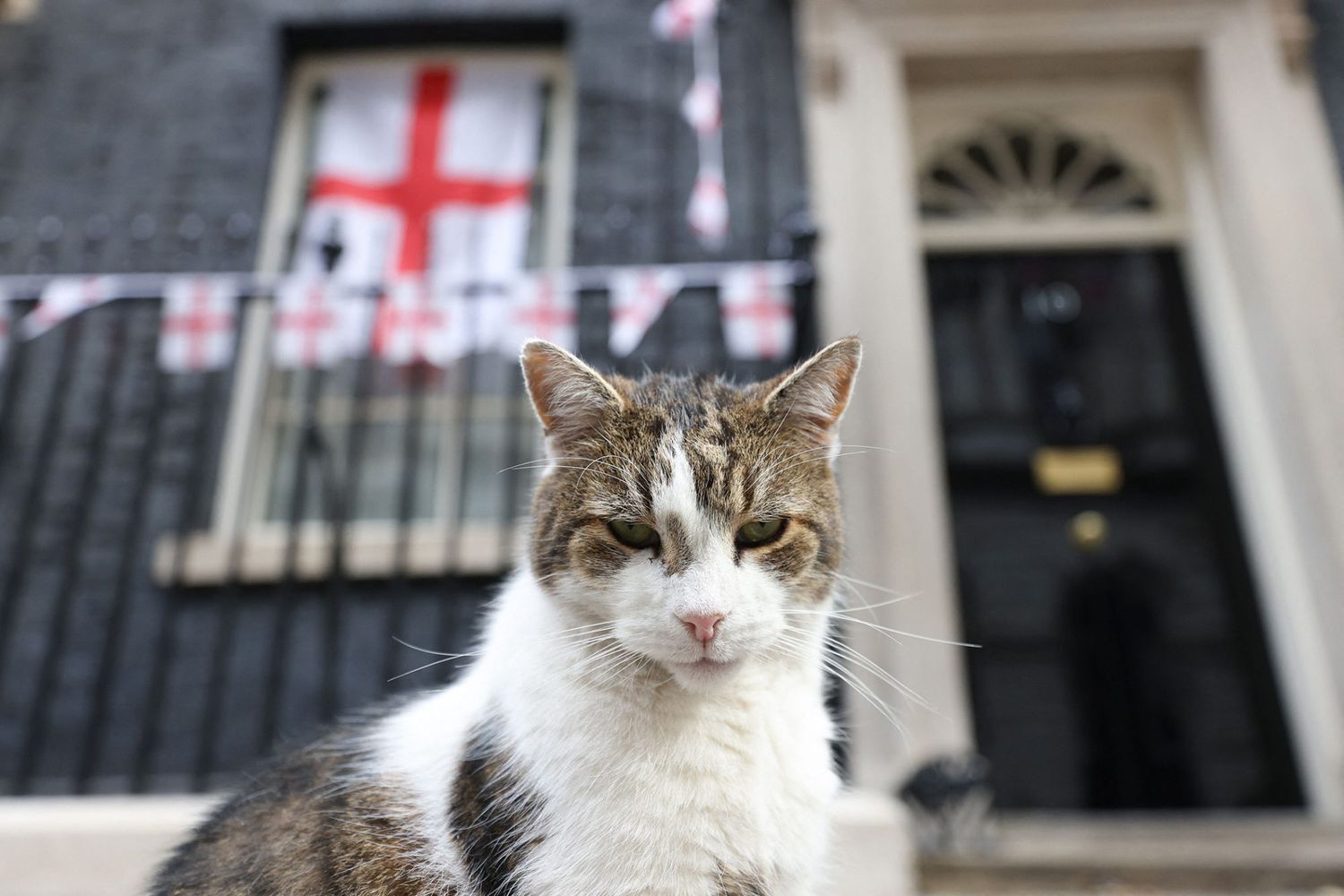larry the cat, who survives another prime minister, sits out in front of 10 Downing Street in London