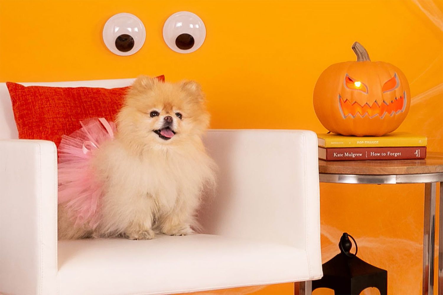 dog wearing tutu for a Halloween costume