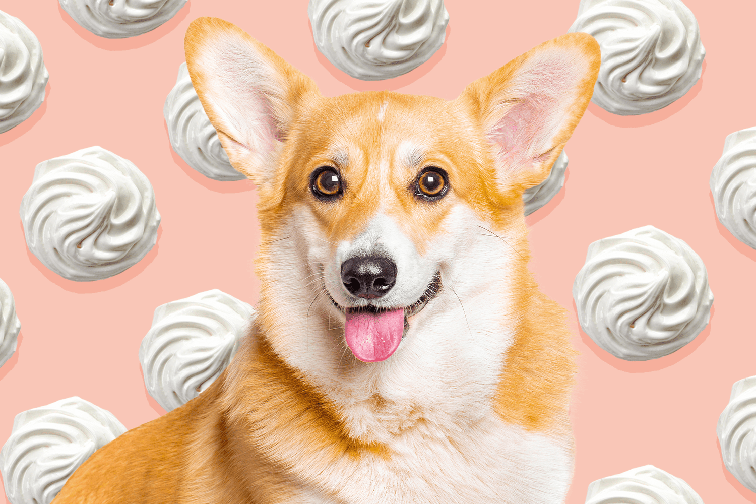 dog with background of whipped cream; can dogs eat whipped cream?