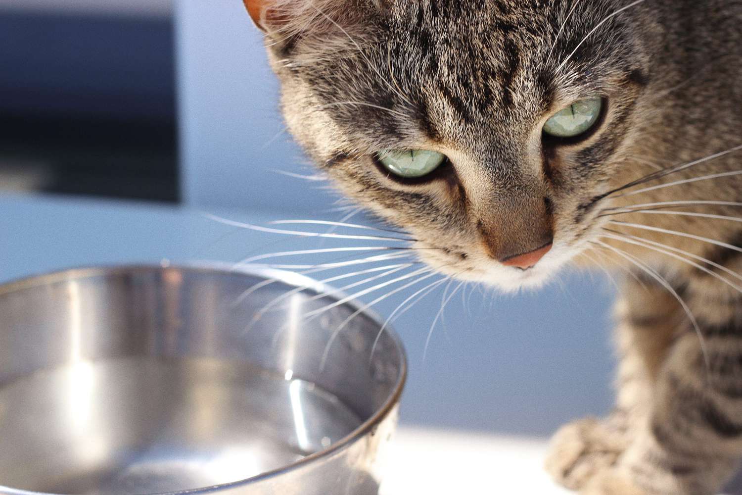 cat next to his bowl of water; how long can cats go without water?