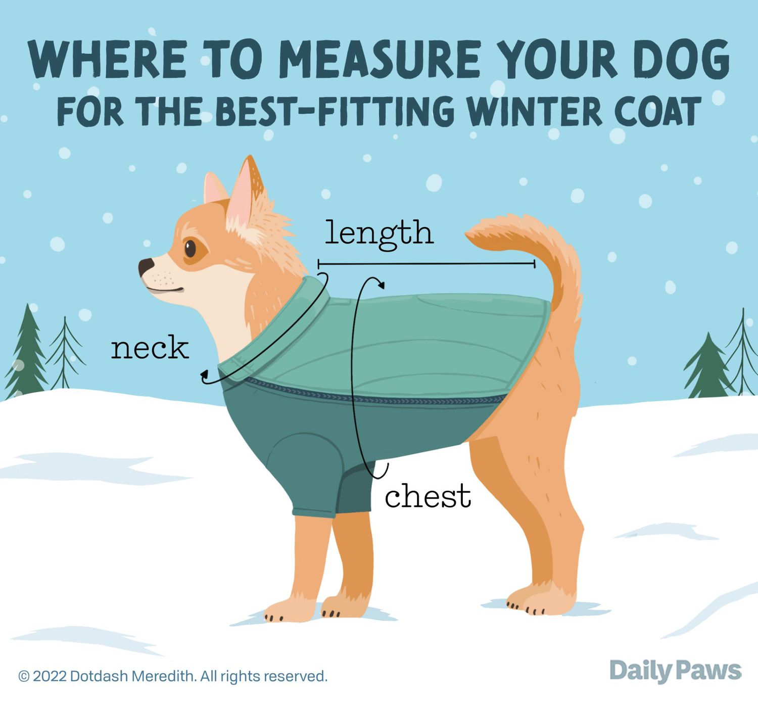 infographic showing wear to measure you dog to determine his coat size