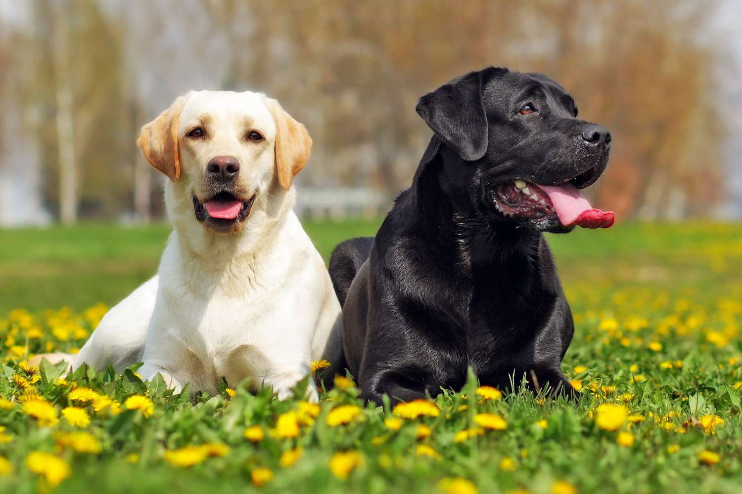 yellow and black lab laying together in the grass; English Labrador vs American Labrador