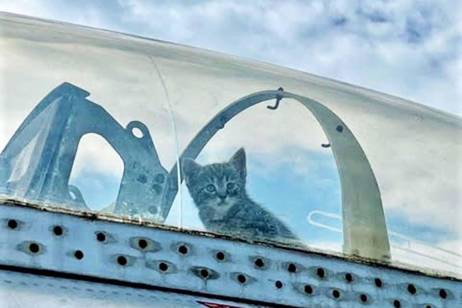 5 Kittens Found Living in Old Fighter Jet at North Carolina Museum | Daily  Paws