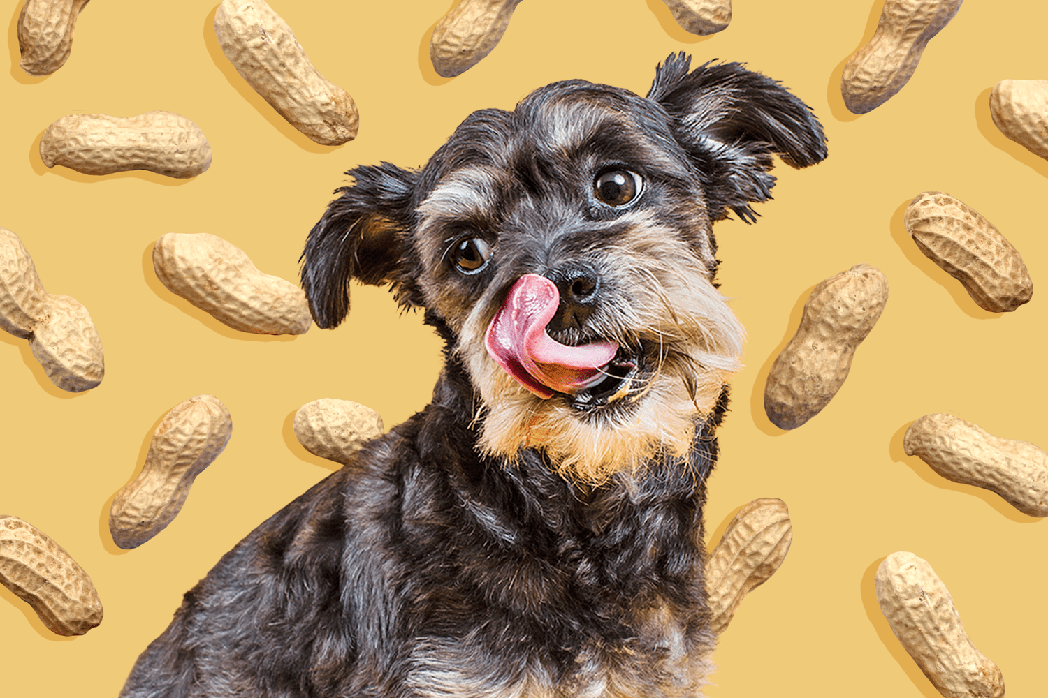 dog with background of peanuts in their shells; can dogs eat peanuts?