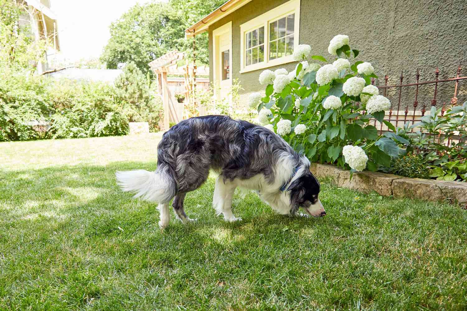 border collie sniffing the lawn in the backyard; does your dog have giardia?