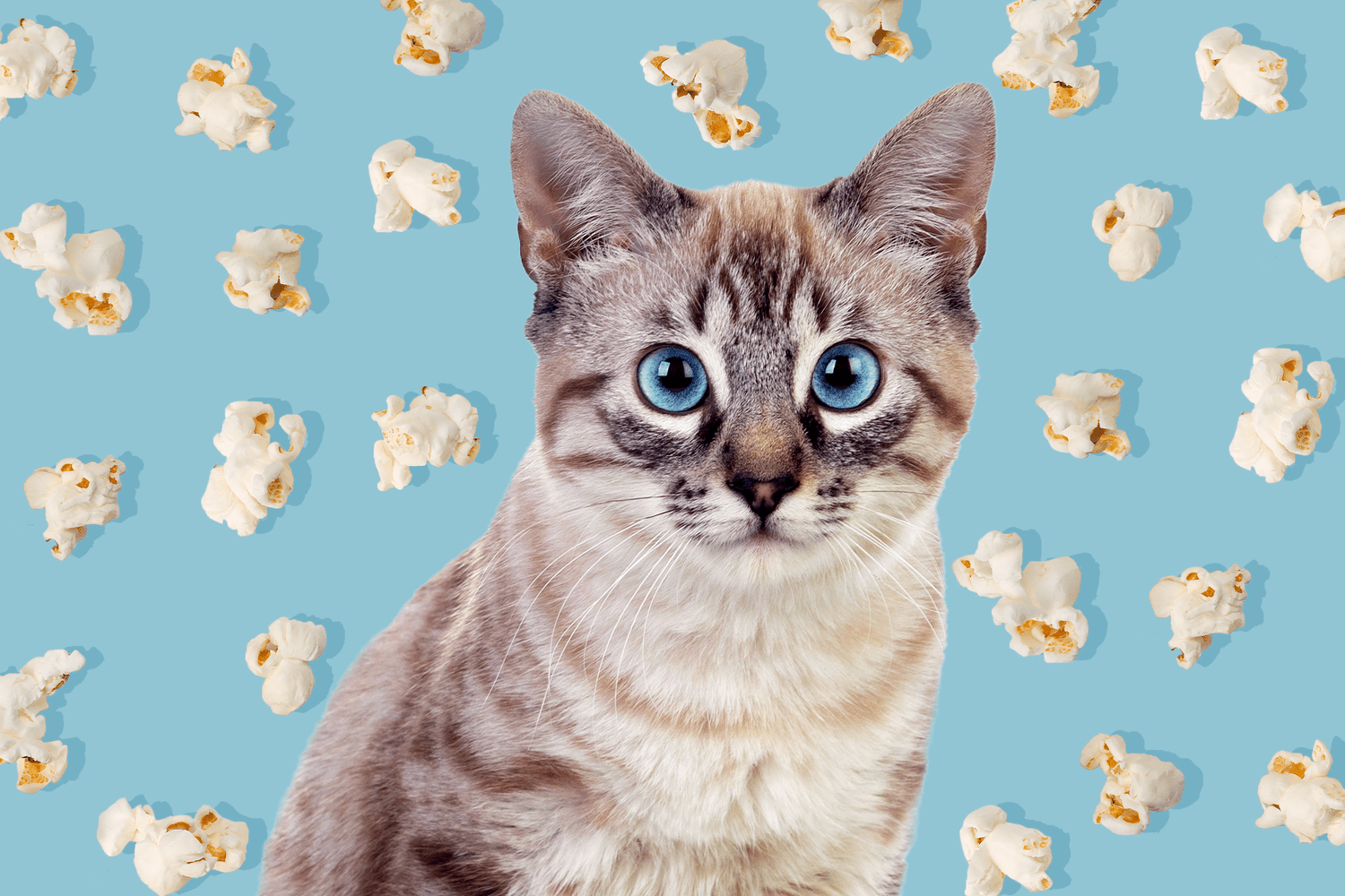 cat with background of popcorn; can cats eat popcorn?