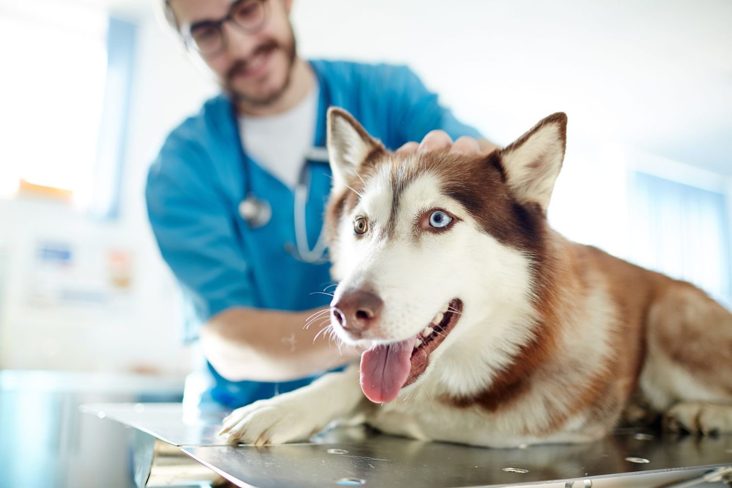 dog at vet; cancer treatment for pets
