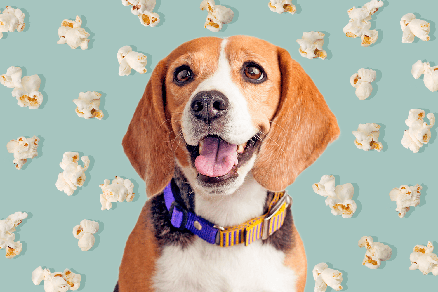 beagle with background of popcorn; can dogs eat popcorn?
