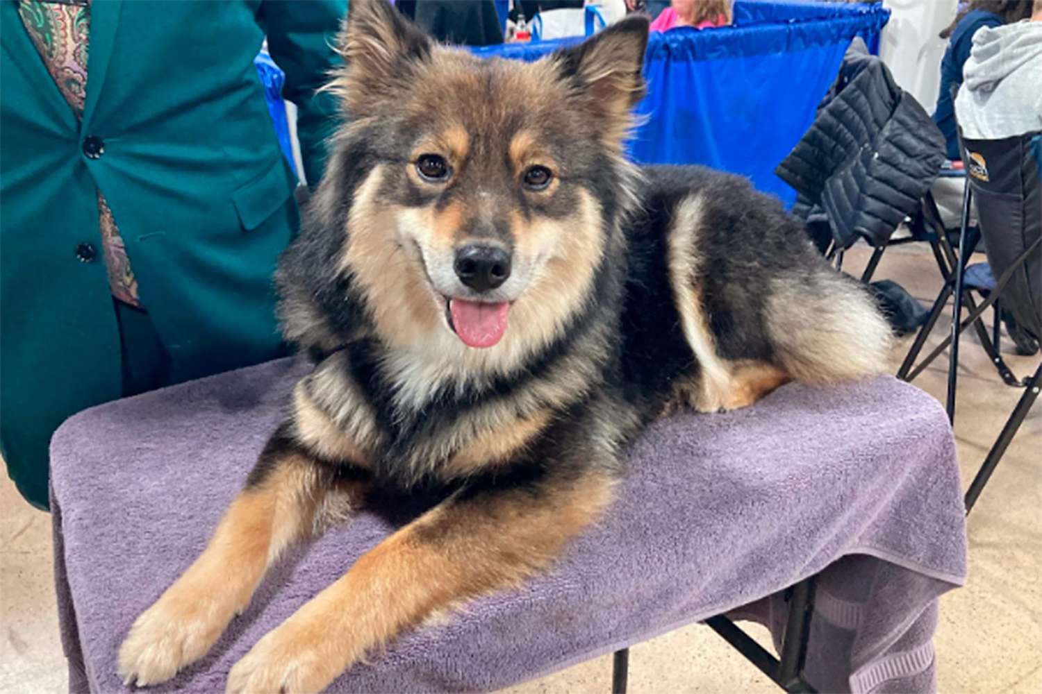 This dog's name is winter midnight mischief national dog show names 2022