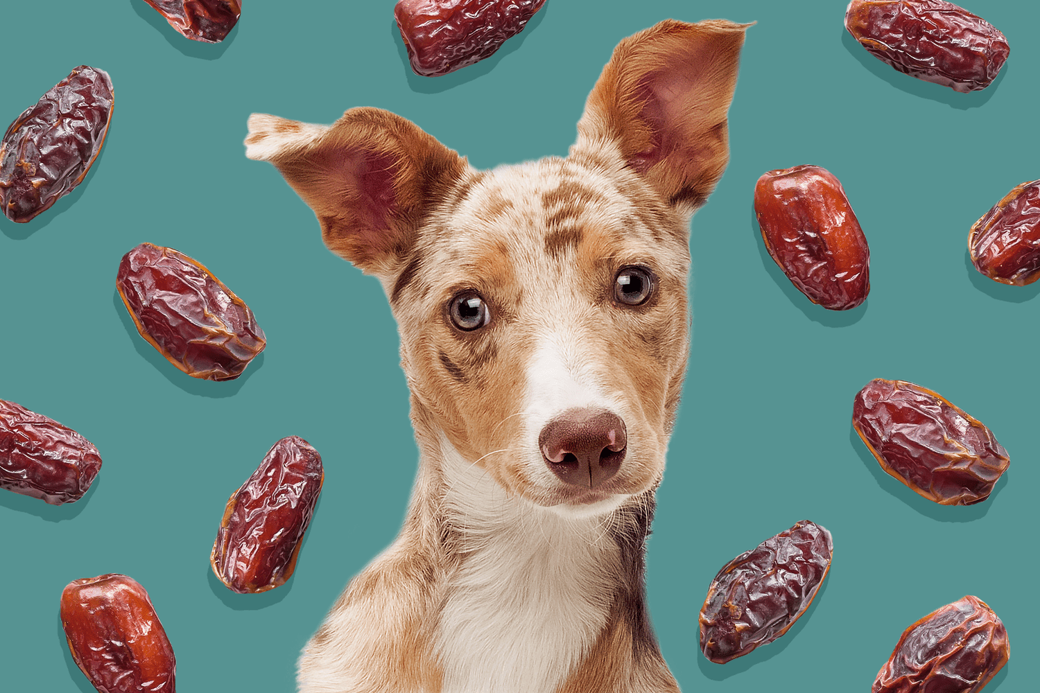 dog with background of dates; can dogs eat dates?