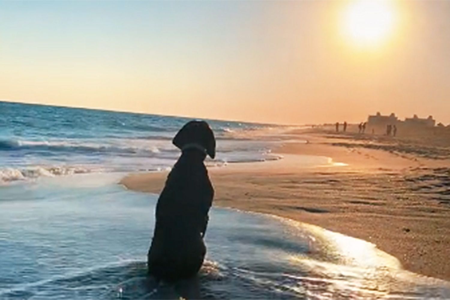 dog on beach taking in the sunset tiktok